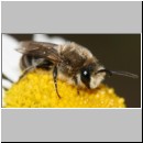 Colletes daviesanus - Seidenbiene m03 7mm.jpg